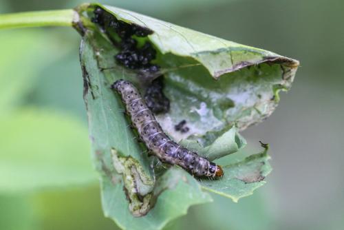 Réf. 314 599 : Cnephasia stephensiana